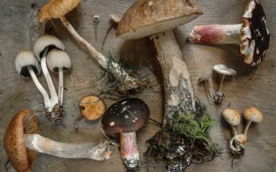 Six Mushrooms to Help Keep Your Immunity In Check
