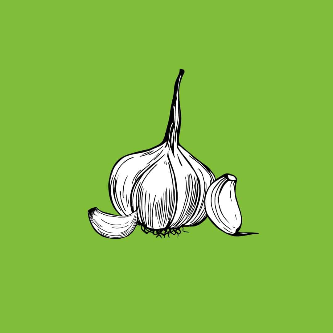 green background with a line drawing of a bulb of garlic