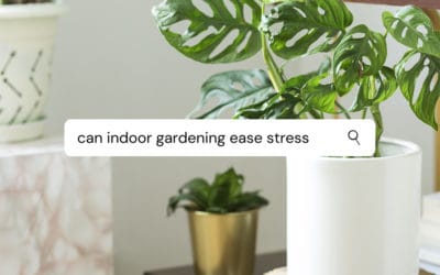How Indoor Gardening Can Help Stress Levels