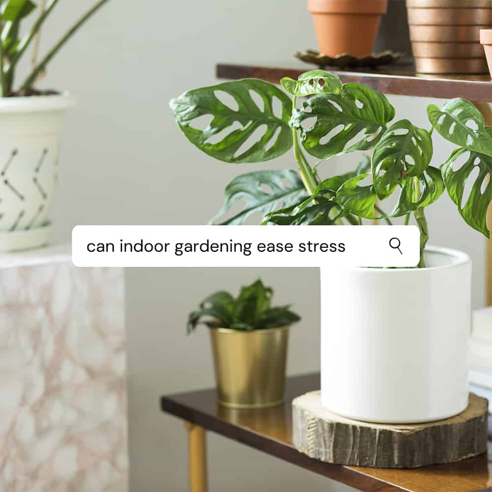 white table with a couple pots of green plants. there is a search bar over the picture that reads" can indoor gardening ease stress"