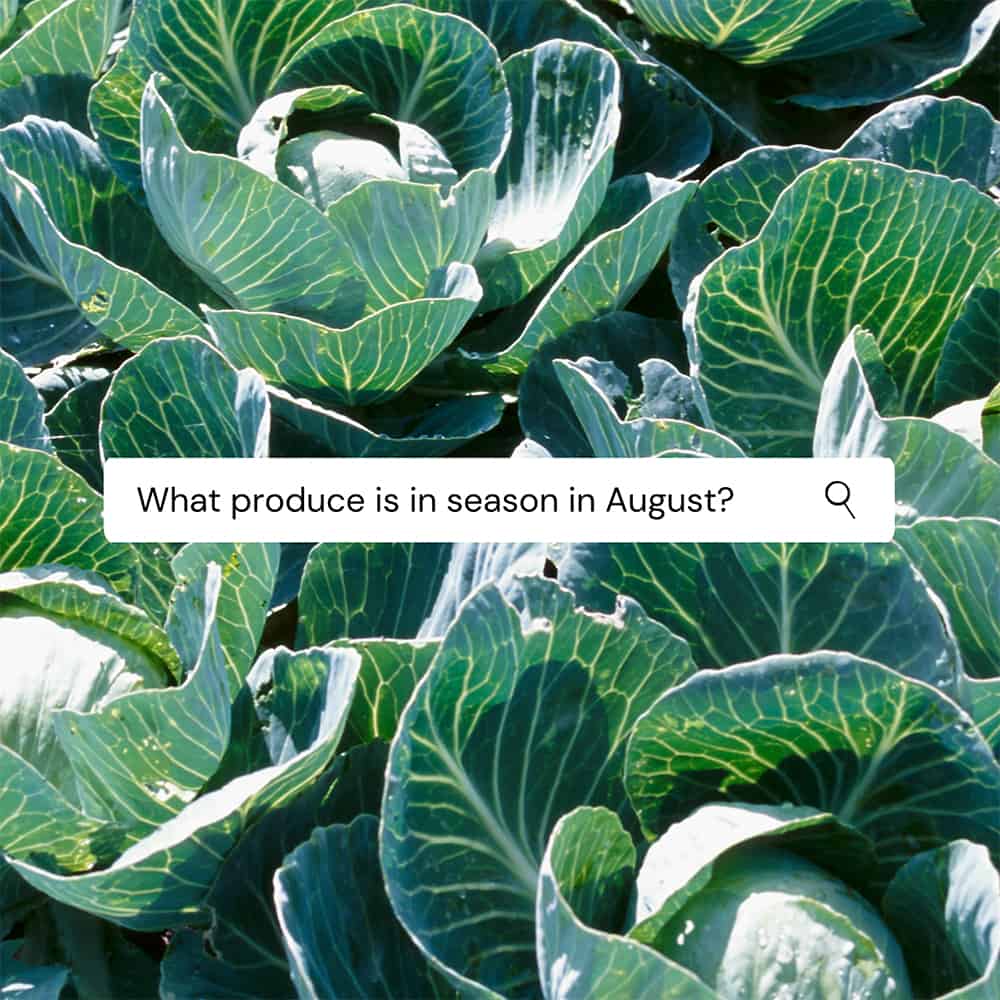 field of green cabbage plants. A search bar over the image reads:"what produce is in season in August"