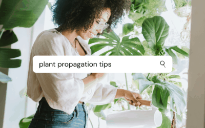 How to Propagate House Plants