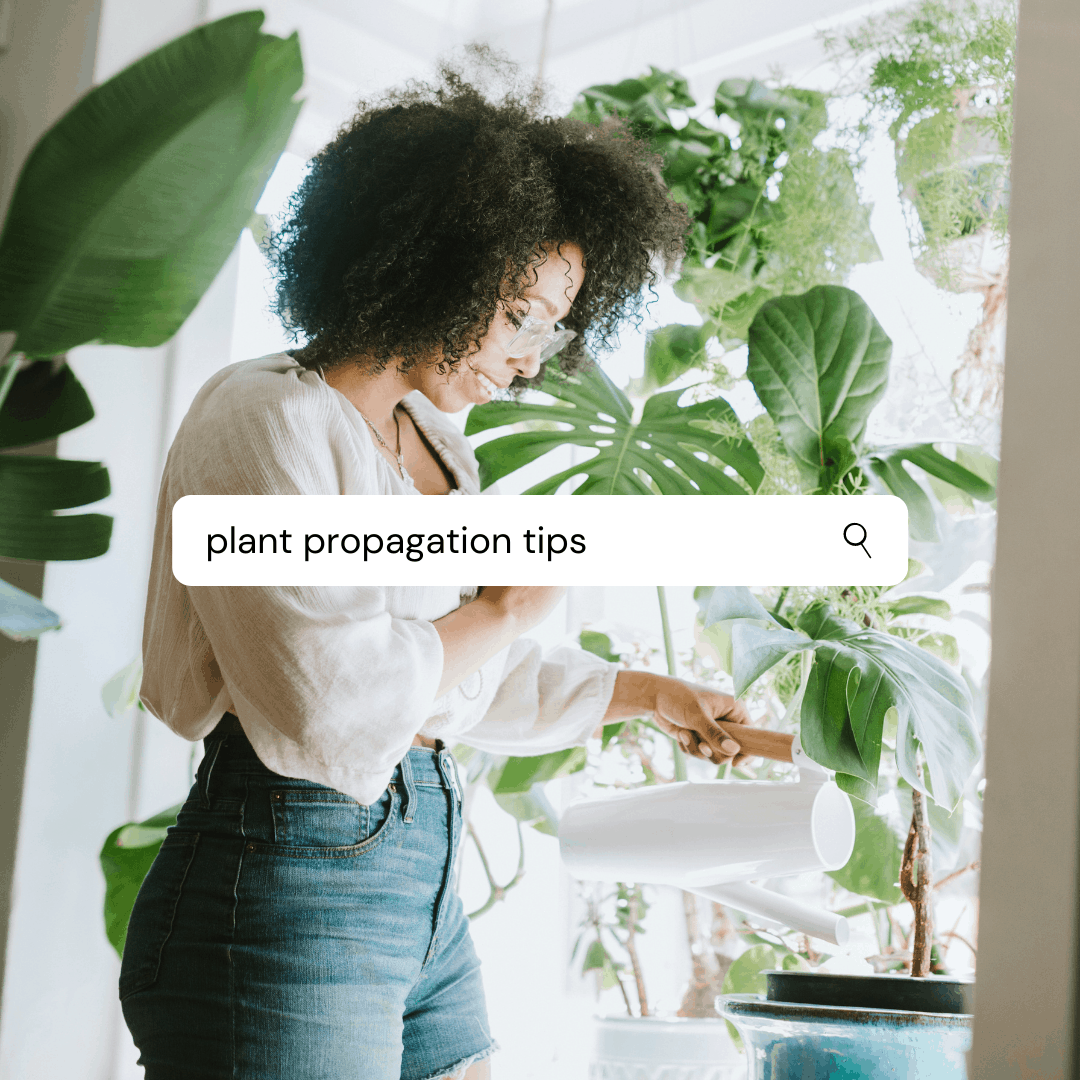 a search bar over an image. the search bar reads "plant propagation tips" the image is of a woman smiling as she waters some pots of plants in an atrium window space in her home