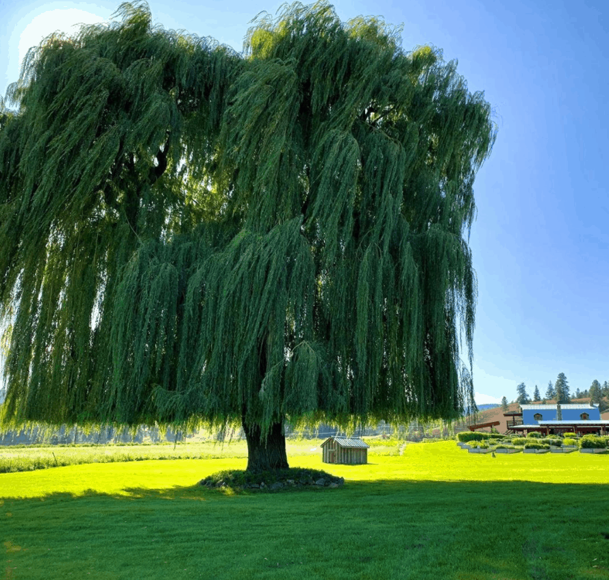 A huge weeping willow tree with a clear blue sky above and lusciously green grass below.
