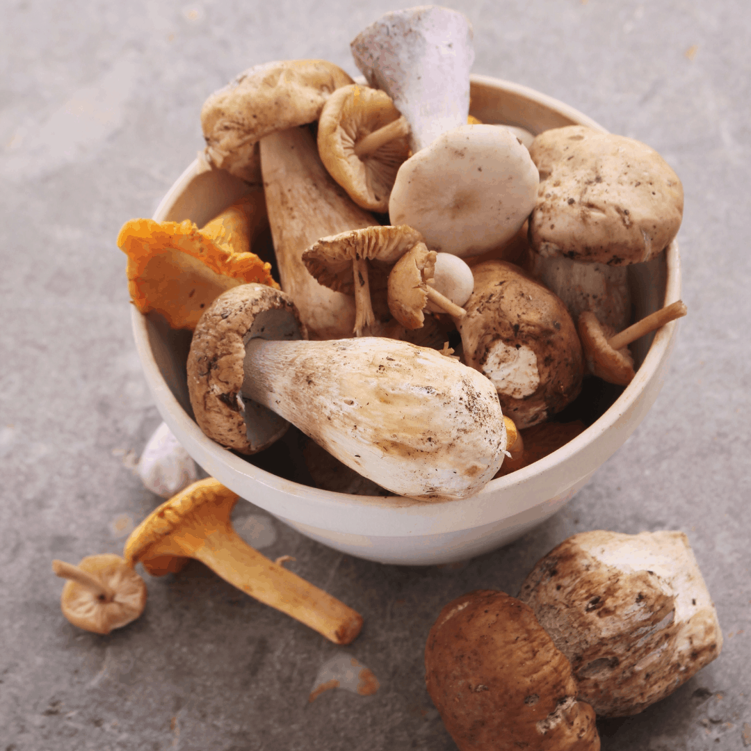 Big bowl of a variety of edible mushrooms