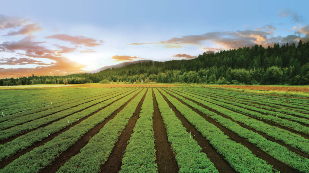 Scenic view of farm